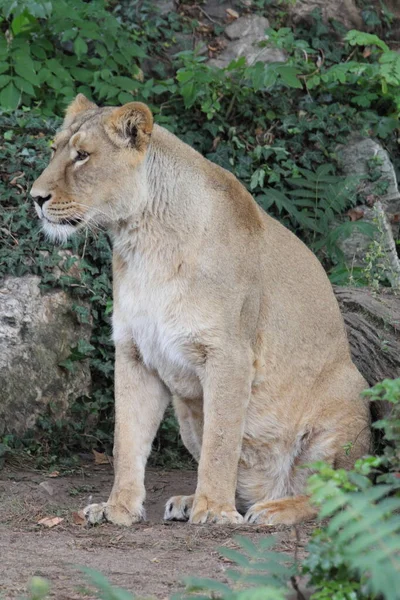 Asiatic Lion Panthera Leo Leo Lion Population Gujarat India Which — Stock Photo, Image