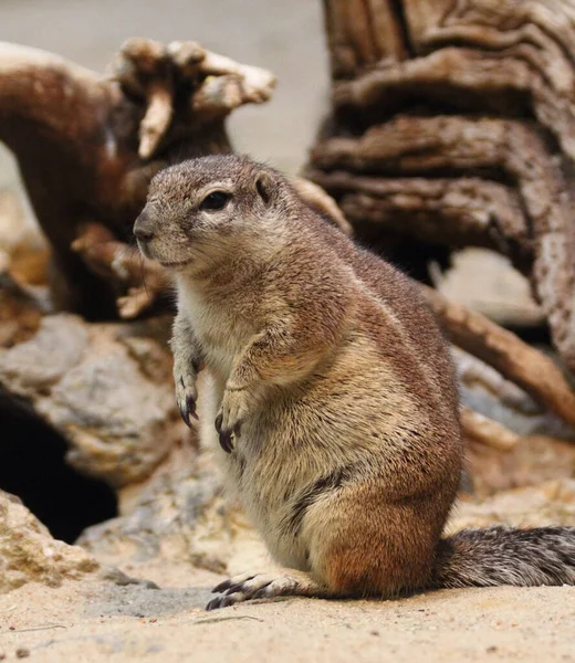 Cape Ground Squirrel Xerus Inauris Güney Afrika Güney Afrika Dan — Stok fotoğraf