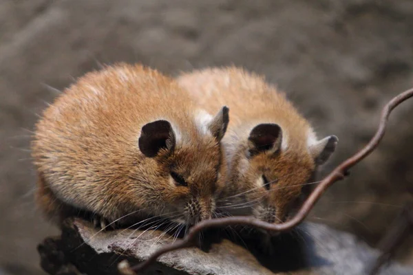 Zlatá Ostnatá Myš Acomys Russatus Počítá Řádu Rodentia Rodina Reálných — Stock fotografie