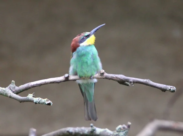 Abejaruco Europeo Merops Apiaster Ave Paseriformes Cercano Abejaruco Familia Meropidae —  Fotos de Stock