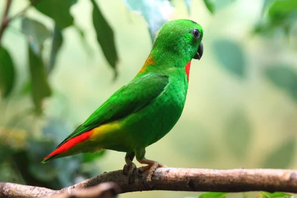 Pappagallo Dalla Corona Blu Loriculus Galgulus Piccolo Pappagallo Prevalentemente Verde — Foto Stock