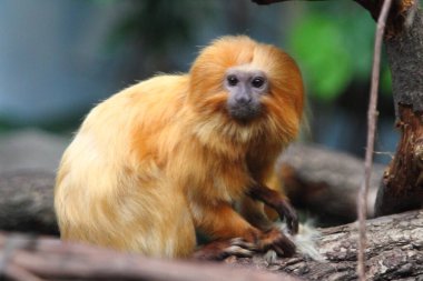 Altın aslan tamarini (Leontopithecus rosalia), Callitrichidae familyasından küçük bir maymun türü.  
