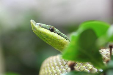 Philodryas baroni, Colubridae familyasından bir yılan türüdür. Bu tür Güney Amerika 'ya özgü.
