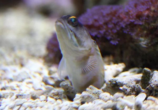 Opistognathidae Jawfish 페르시 Perciformes 분류되는 물고기 일종이다 — 스톡 사진