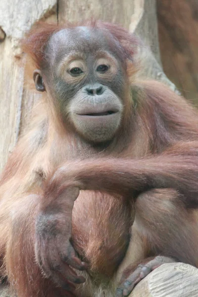 Орангутанги Орангутанги Орангутанги Орангутанги Три Сохранившихся Вида Больших Обезьян Обитающих — стоковое фото