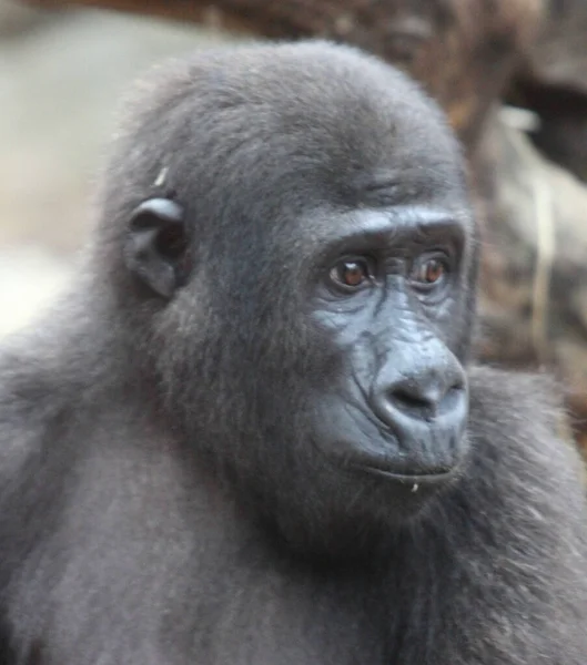 Gorilas São Macacos Terrestres Predominantemente Herbívoros Que Habitam Florestas África — Fotografia de Stock