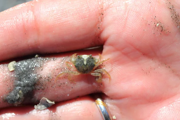 Close Little Beach Crab Carcinus Maenas — Stok fotoğraf