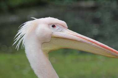 Dalmaçyalı pelikan (Pelecanus crispus), pelikan ailesinin büyük bir üyesidir.