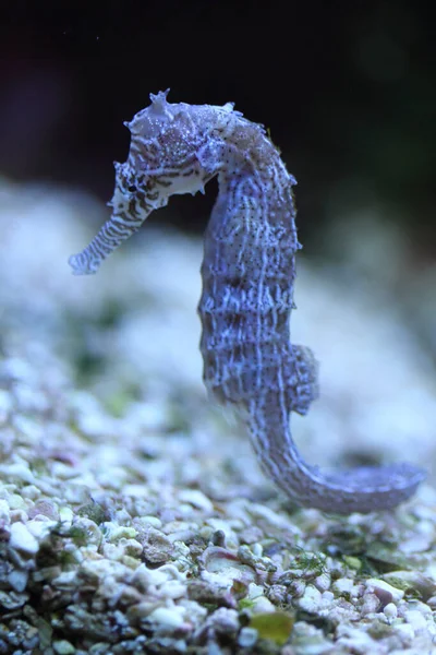 Seahorse Name Given Species Small Marine Fishes Genus Hippocampus Hippocampus — Fotografia de Stock