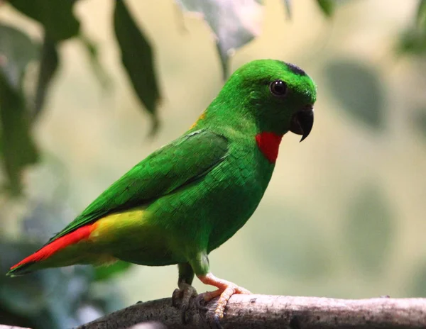 青い冠状のハンギングパロット Loriculus Galulus 主にビルマ南部とタイ マラヤ シンガポール インドネシアの森林低地で見られる小さな緑色のオウムです — ストック写真