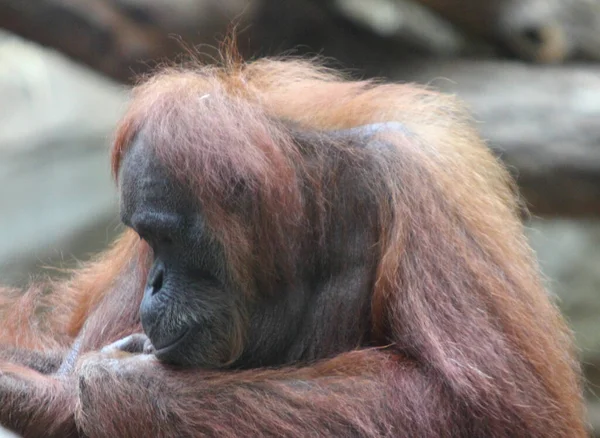 オランウータン オランウータン オランウータン オランウータンとも呼ばれる インドネシアとマレーシアに生息する3種類の現存する大型類人猿である — ストック写真