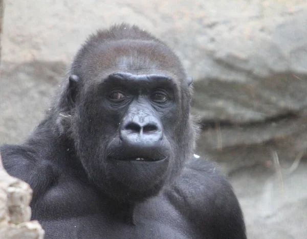 Gorillas Ground Dwelling Predominantly Herbivorous Apes Inhabit Forests Central Sub — Stock Photo, Image
