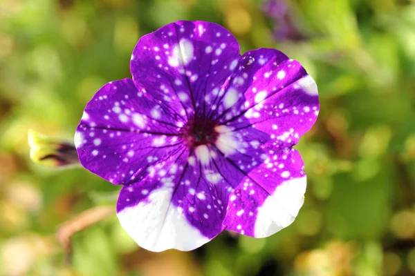 Petunie Petunia Sono Genere Della Famiglia Delle Solanaceae — Foto Stock