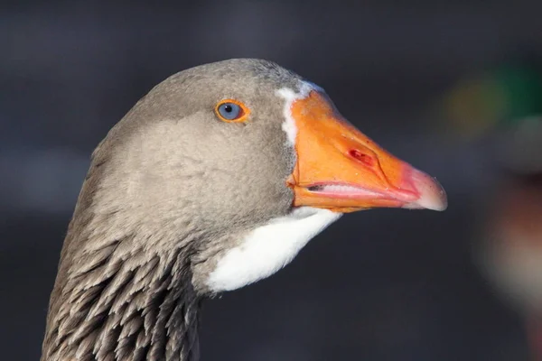 Geese Waterfowl Family Anatidae Group Comprises Genera Anser Grey Geese — Fotografia de Stock