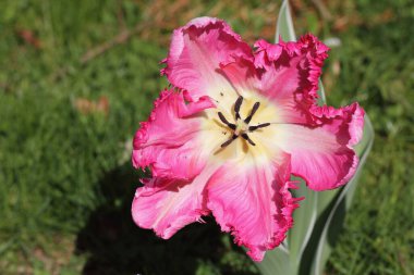 Laleler (Tulipa), uzun ömürlü otçul bulbiferöz jeofitlerin (depolama organı olarak ampuller) bir cinsidir. Çiçekler genellikle büyük, gösterişli ve parlak renklidir, genellikle kırmızı, sarı veya beyazdır.