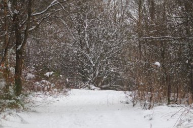 Kış orman kar ve yapraksız ağaçları ile