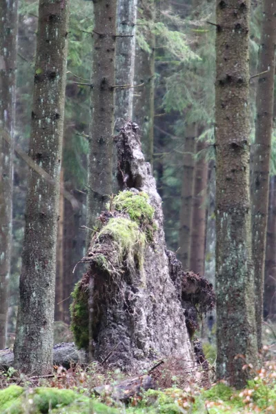 Snapshot National Park Hunsrueck Hochwald Національний Парк Розташований Районі Hunsrueck — стокове фото