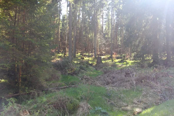 Snapshot Från Nationalparken Hunsrueck Hochwald Nationalpark Belägen Hunsrueck Regionen Rheinland — Stockfoto