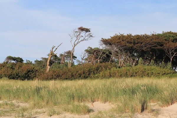 포메라니아 Nationalpark Vorpommersche Boddenlandschaft 메클렌부르크 보포르 메르의 공원으로 발트해 해안에 — 스톡 사진