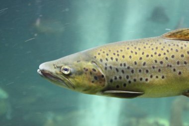 Atlantik somonu (Salmo salar), Salmonidae familyasından bir balık türü. Kuzey Atlantik Okyanusu 'nda bulunur.    
