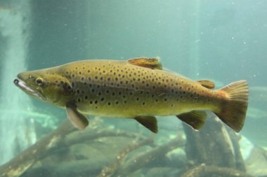 Atlantik somonu (Salmo salar), Salmonidae familyasından bir balık türü. Kuzey Atlantik Okyanusu 'nda bulunur.    