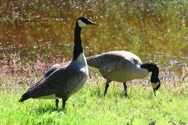 Zwartkopgans Branta Canadensis Een Zangvogel Uit Familie Anatidae Honingeters — Stockfoto