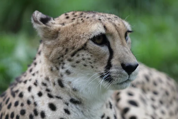 Cheetah Acinonyx Jubatus Occurring African Wild Cat — Stock Photo, Image