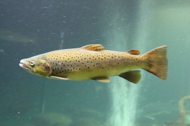 Atlantik somonu (Salmo salar), Salmonidae familyasından bir balık türü. Kuzey Atlantik Okyanusu 'nda bulunur.    