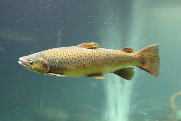 Atlantik somonu (Salmo salar), Salmonidae familyasından bir balık türü. Kuzey Atlantik Okyanusu 'nda bulunur.    