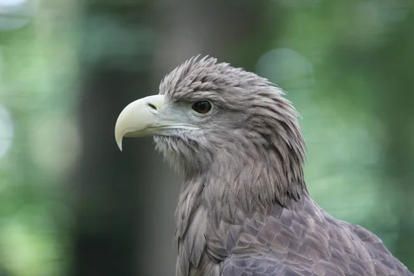 Águia Cauda Branca Haliaeetus Albicilla Uma Águia Muito Grande Amplamente — Fotografia de Stock