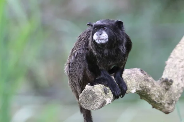 Tamaryna Czarnopłetwa Saguinus Nigricollis Jest Gatunkiem Tamaryny Północno Zachodniej Amazonii — Zdjęcie stockowe