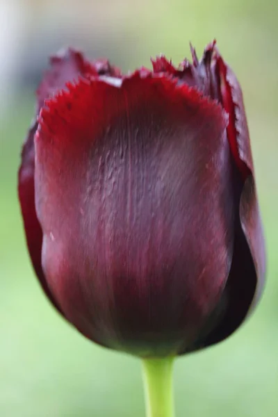 Tulipani Tulipa Formano Genere Geofiti Bulbiferi Erbacei Perenni Fiore Primaverile — Foto Stock