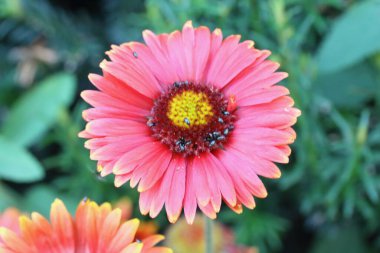 Osteospermum, ayçiçeği ve papatya familyasından Asteraceae familyasının küçük kabilelerinden biri olan Calenduleae 'ye ait bir bitki cinsidir.