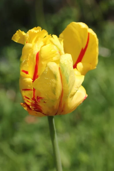 Tulipani Tulipa Formano Genere Geofiti Bulbiferi Erbacei Perenni Fiore Primaverile — Foto Stock