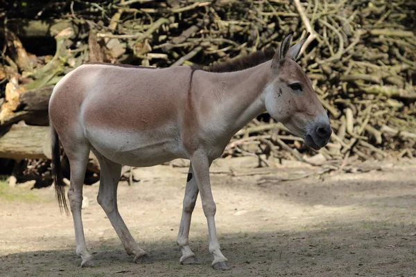 Онагер Equus Hemionus Известный Hemione Азиатская Дикая Ослица Является Видом — стоковое фото