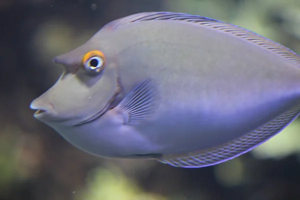 蓝松鱼 Blue Espine Unicornfish或Short Nose Unicornfish 简称Naso Unicornis 是来自印度洋 太平洋的一种鱼 — 图库照片