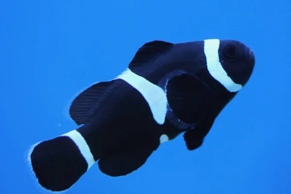 Ocellaris Clownfish 缩写为 Amphiprion Ocellaris 是一种海鱼 属海鱼科 也被称为 伪淡水鱼 False — 图库照片