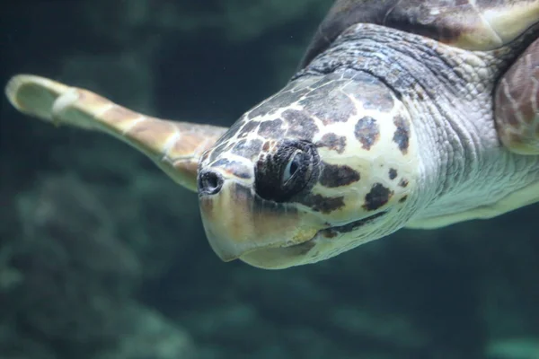 Loggerhead Sea Turtle Caretta Caretta Loggerhead Oceanic Turtle Distributed Throughout — Fotografia de Stock