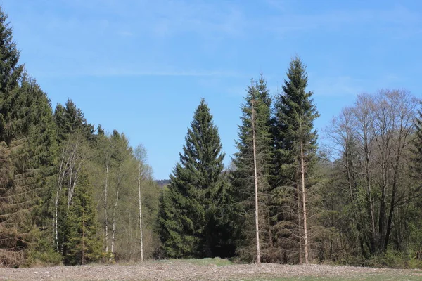 Snapshot Från Nationalparken Hunsrueck Hochwald Nationalpark Belägen Hunsrueck Regionen Rheinland — Stockfoto