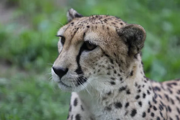 Cheetah Acinonyx Jubatus Occurring African Wild Cat — Stock Photo, Image