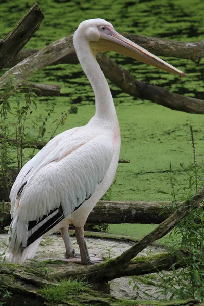 Gran Pelícano Blanco Pelecanus Onocrotalus También Conocido Como Pelícano Blanco — Foto de Stock