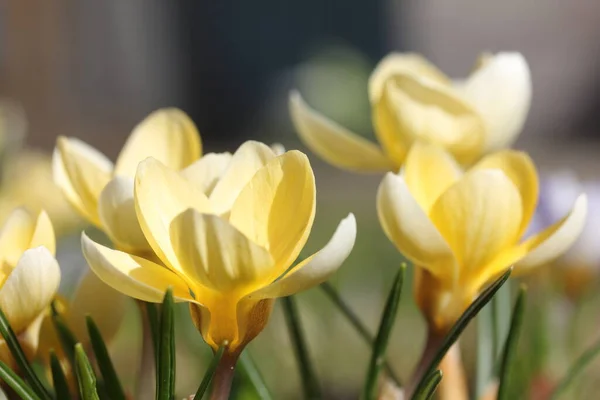 Crocus Plural Krokusse Oder Krokusse Ist Eine Pflanzengattung Aus Der — Stockfoto