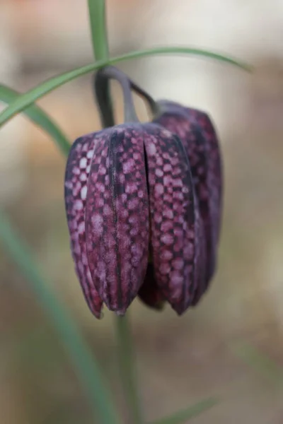 Fritillaria Meleagris Euroasijský Druh Kvetoucí Rostliny Čeledi Lilií Mezi Jeho — Stock fotografie