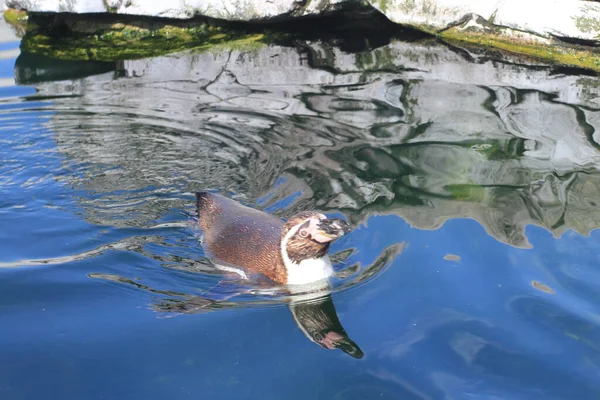 ペンギンは 水生の飛行のない鳥のグループです 赤道の北で発見された唯一の種であるガラパゴスペンギンと共に南半球だけに生息しています — ストック写真