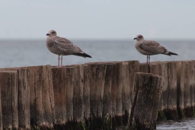 Avrupa ringa martı (Larus argentatus) büyük bir martıdır. Bir zamanlar Batı Avrupa kıyıları boyunca tüm martılar arasında en çok bilinen martılardan biriydi..