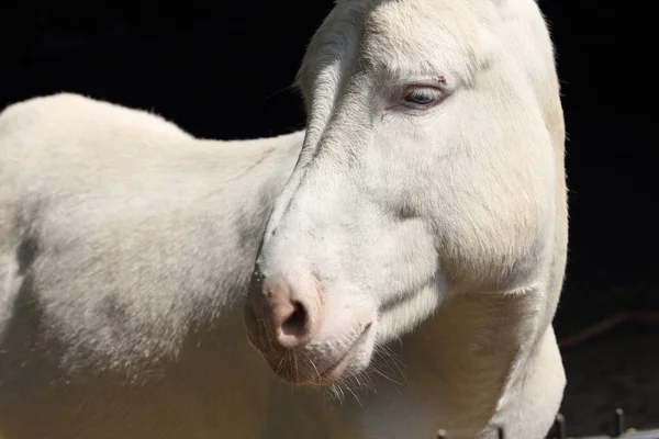 Donkey Ass Equus Africanus Asinus Domesticated Member Horse Family Equidae — Stock Photo, Image