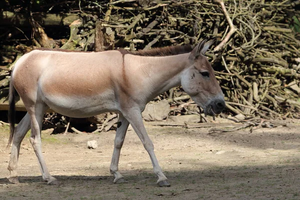 Onager Equus Hemionus Also Known Hemione Asiatic Wild Ass Species — Stock Photo, Image