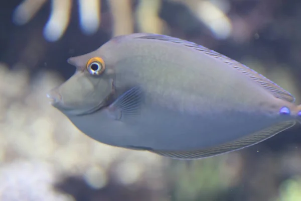 스페이스 유니콘 Bluespine Unicornfish Naso Unicornfish 태평양의 탕이다 — 스톡 사진