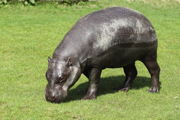 Dwergnijlpaard Choeropsis Liberiensis Hexaprotodon Liberiensis Een Kleine Nijlpaard Die Voorkomt Rechtenvrije Stockfoto's