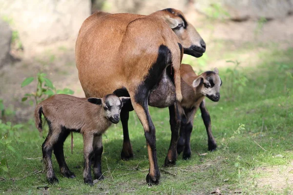 Pecora Nano Ventre Nero Camerun Una Razza Addomesticata Pecore Provenienti — Foto Stock